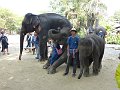 Chiang Mai P0113 Maetaman Elephant Camp